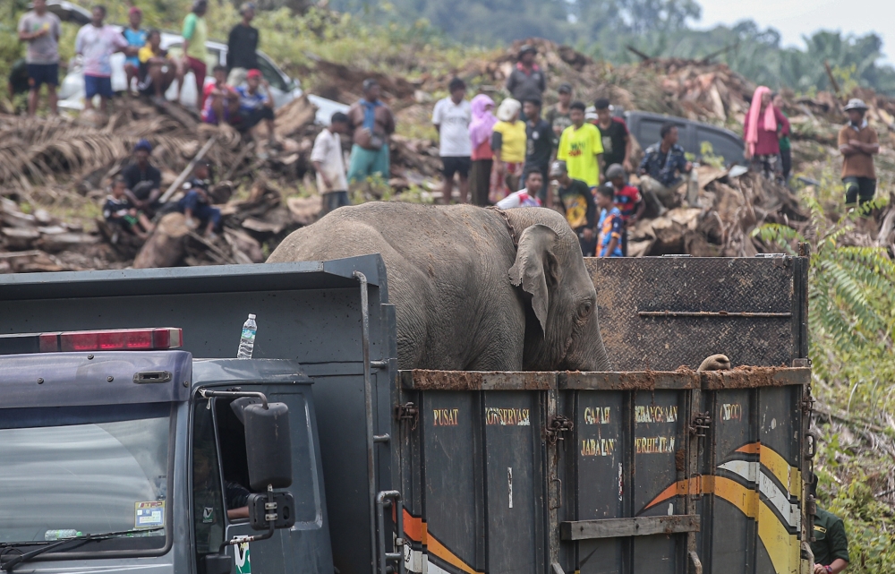 The elephant, estimated to be around 11 years old, will be released in his original habitat. — Picture by Farhan Najib