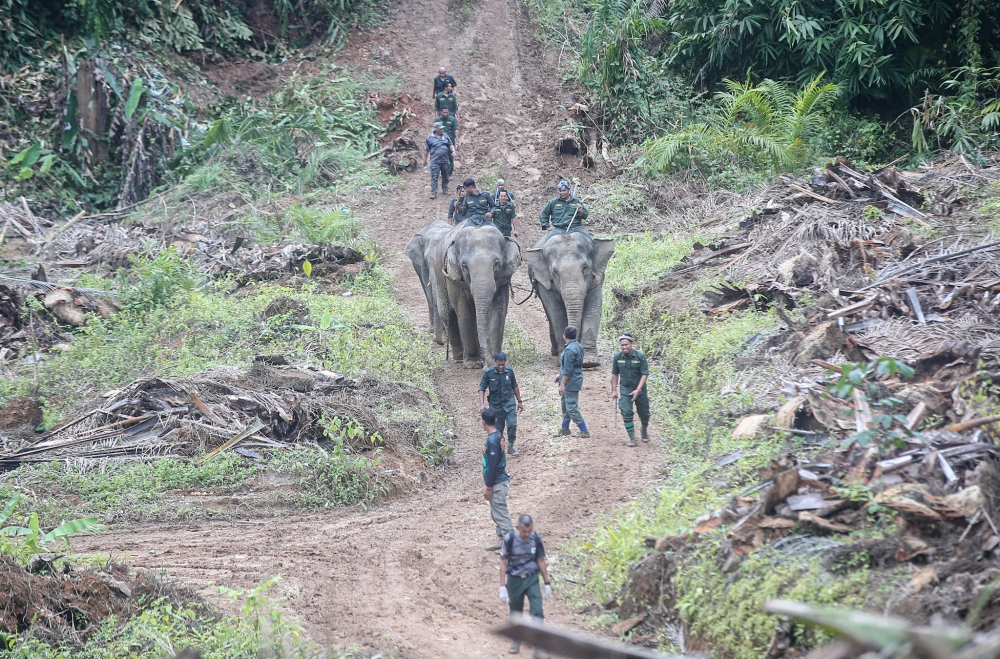 Perak Perhilitan director, Yusoff Shariff said the male elephant, weighing an estimated 1.8 tonnes, with the moniker Aga Legap, is believed to have wandered from the ID Piah elephant herd at a nearby forest reserve, was captured last Thursday with the assistance of two working elephants named Abot and Rambai. — Picture by Farhan Najib