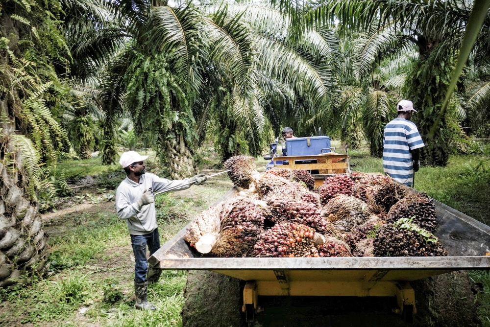 Malaysian Palm Oil Board (MPOB) director-general Datuk Ahmad Parveez Ghulam Kadir said this year’s crude palm oil (CPO) price is expected to range between RM3,900 and RM4,200 per tonne, driven by the implementation of the B35 biodiesel mandate in Indonesia. — Picture by Shafwan Zaidon