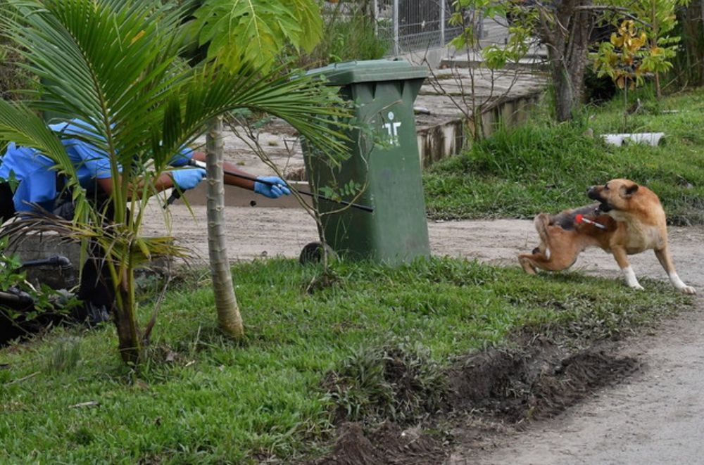 File picture shows a dog suspected of having rabies being given a sedative by the Sarawak Department of Public Health in Kuching, January 3, 2018. — Bernama pic