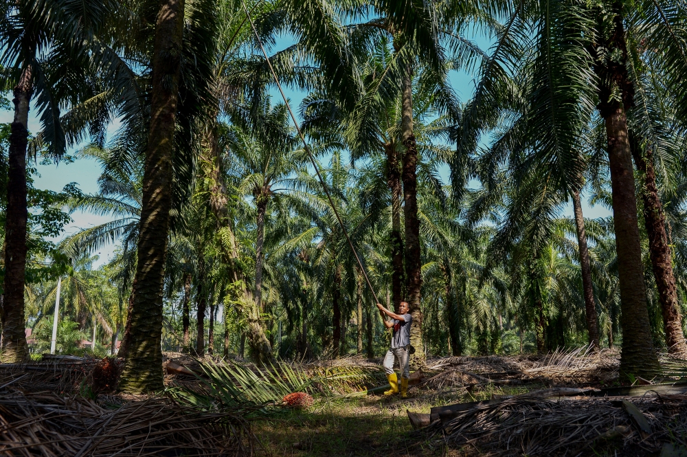 In a statement, Doppa president Napoleon R Ningkos said the association is willing to help enable the expeditious surveying of their NCR land. — Picture by Mukhriz Hazim