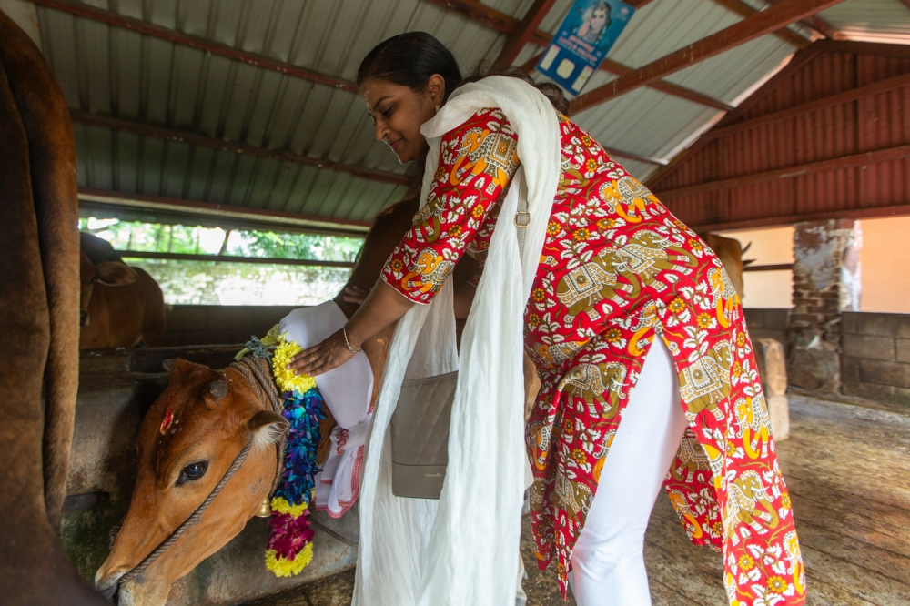 On Maatu Pongal, cows are bathed, decorated and adorned with garlands and the traditional dhoti around their necks. — Picture by Raymond Manuel