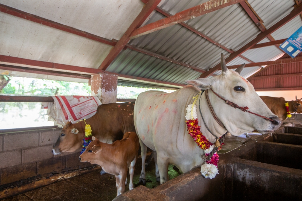 After feeding the cows, the priest also performs a 'kan-drishti' ritual using dried chillies to remove evil eyes cast on them. — Picture by Raymond Manuel