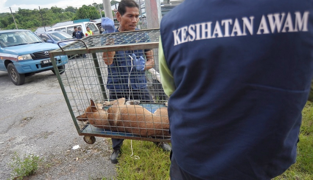 Sarawak Minister for Food Industry, Commodity and Regional Development Datuk Stephen Rundi Utom said of the 16 samples collected, 12 dogs tested positive for rabies, eight of which were in Kuching, one each in Padawan and Bau, and two in Bintulu. — Bernama pic