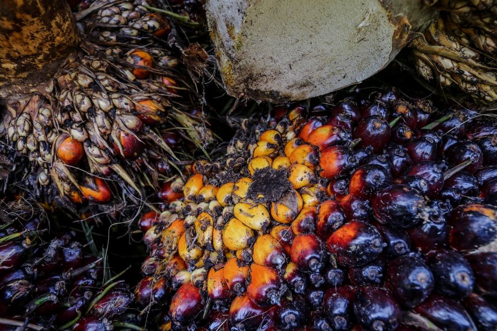 Malaysian crude palm oil (CPO) prices are expected to rise in 2024, as stagnant production despite rising demand for biodiesel is seen offsetting the impact of higher output of rival oils, a Reuters poll showed. — Picture by Firdaus Latif