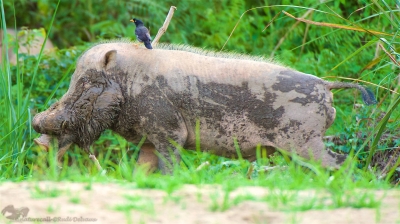 Experts: Drastic drop in pig population due to ASF affects Borneo’s indigenous communities