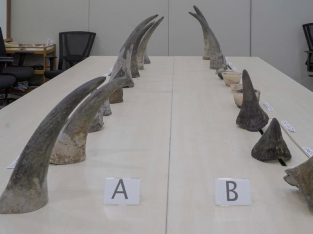 Gumede Sthembiso Joel was arrested at Singapore’s Changi airport in 2022 after authorities found 20 rhino horns weighing 34.7 kilogrammes in his bags. — TODAY pic/National Parks Board