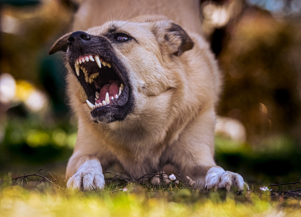 Sarawak health director Dr Ooi Choo Huck said three new fatalities linked to rabies in Sarawak were recorded this year, two in Kuching and one in Bintulu. ― Picture by Alexas Fotos/Pexels