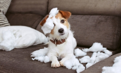 Study finds high levels of problem behaviours in ‘pandemic puppies’