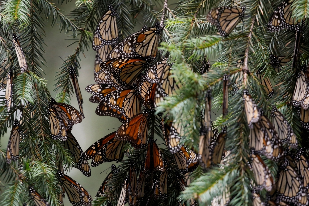 Monarch butterflies rest on a tree at the Sierra Chincua butterfly sanctuary in Angangeo, Michoacan state, Mexico December 6, 2023. — Reuters pic