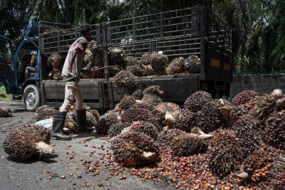 Johari Ghani: Oil Palm Industry Needs To Be Revamped To Be More ...