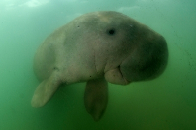 Fisheries Dept in process of gazetting Mersing islands for protection of dugong, seagrass