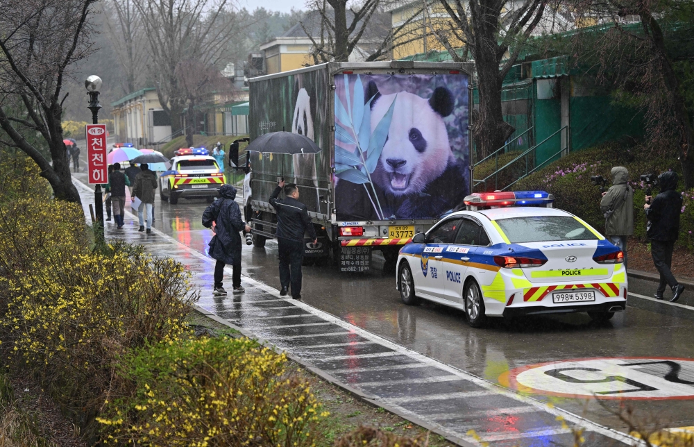 A convoy carrying giant panda Fu Bao leaves after a farewell ceremony at Everland amusement park in Yongin on April 3, 2024. — AFP pic