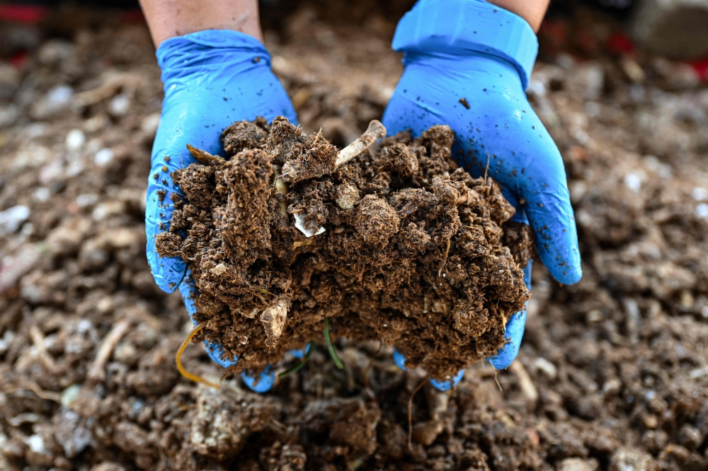 This picture taken on April 3, 2024 shows a member of the Pahang Solid Waste and Public Cleansing Management Corporation displaying organic fertiliser processed by a composting machine in Kuantan. — AFP pic