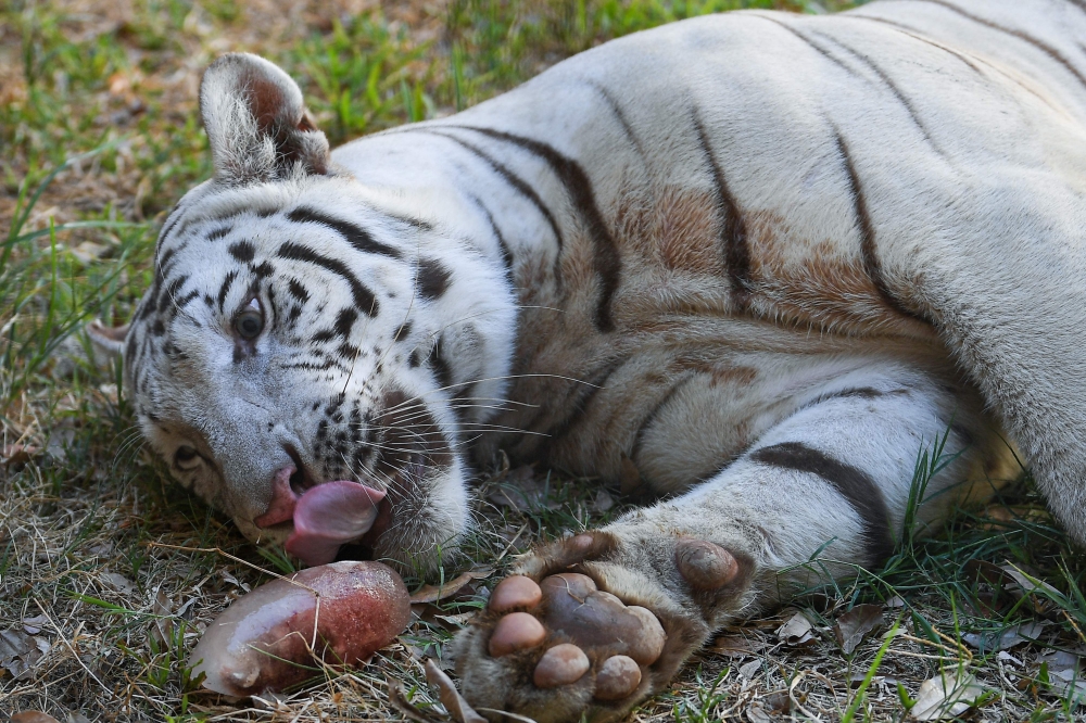 A Bengal tiger licks a bloodsicle to cool off inside an animal enclosure at the Manila Zoo on April 30, 2024, amidst a heat wave. — AFP pic