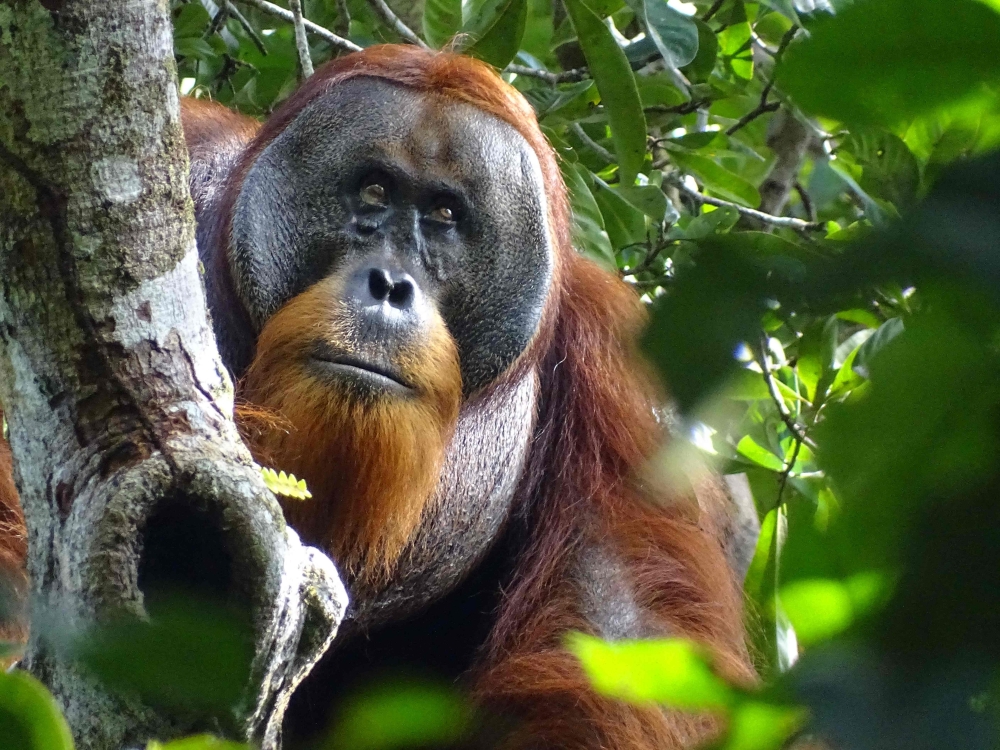 This handout photo released by SUAQ Foundation on June 23, 2022, shows Rakus, a male orangutan without a facial wound, at Gunung Leuser National Park in North Sumatra, Indonesia. — SUAQ Foundation handout pic via AFP