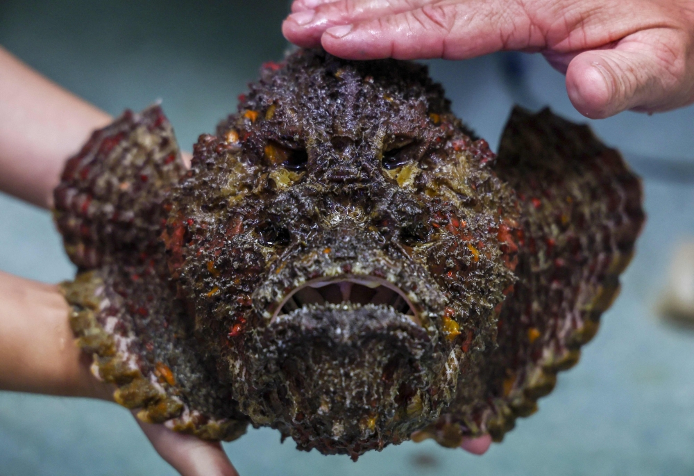 This photo taken on April 8, 2024 shows James Cook University associate professor and toxicologist Jamie Seymour holding a stonefish, the world’s most venomous fish, in his work shed located in the Queensland city of Cairns. — AFP pic