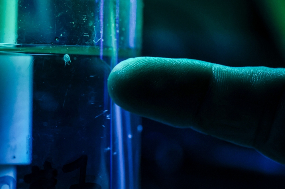 This photo taken on April 8, 2024 shows James Cook University associate professor and toxicologist Jamie Seymour pointing to an Irukandji jellyfish in a container located in his work shed in the Queensland city of Cairns. — AFP pic