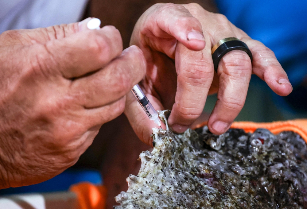 This photo taken on April 8, 2024 shows James Cook University associate professor and toxicologist Jamie Seymour extracting venom from a stonefish, the world’s most venomous fish, in his work shed located in the Queensland city of Cairns. — AFP pic