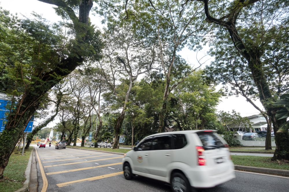 Last week, Housing and Local Government Minister Nga Kor Ming said that the National Landscape Department will identify suitable plant species to be re-planted along the roads in Kuala Lumpur. — Picture By Raymond Manuel 