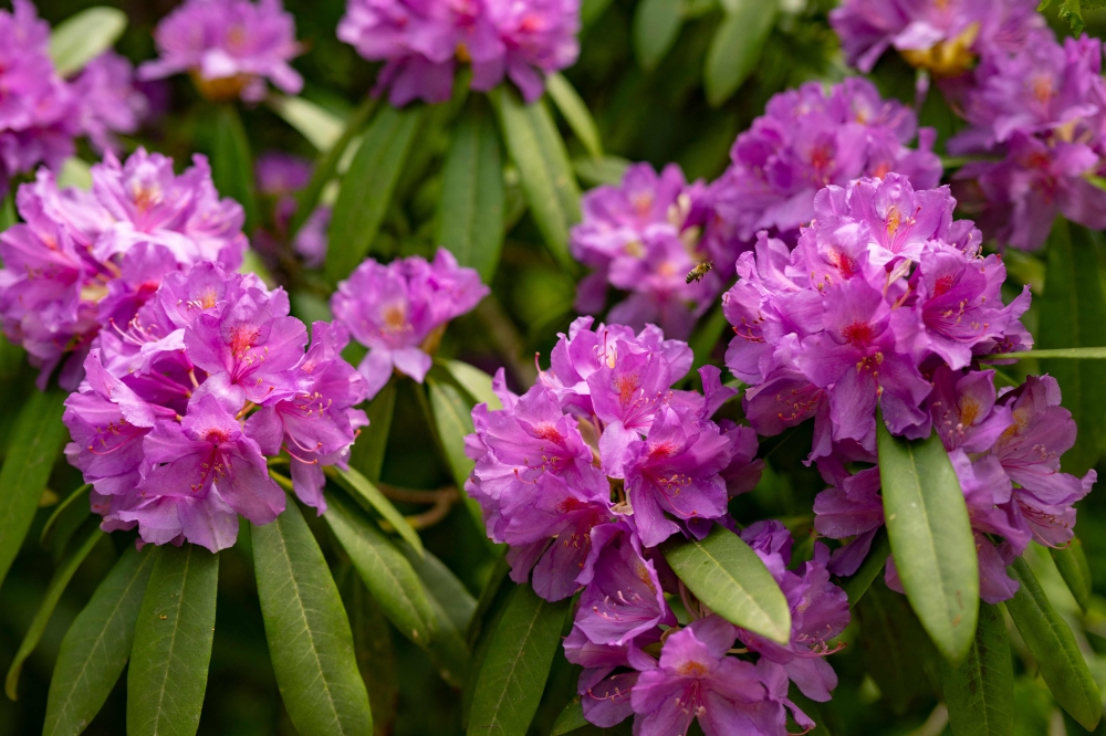 This photograph taken on May 8, 2024 shows a bee flying near Rhododendron flowers, in Camlihemsin, in the Turkish province of Rize. — AFP pic