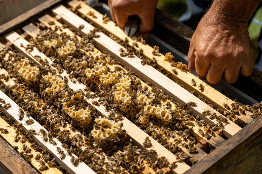 This photograph taken on May 8, 2024 shows Bayram Demirciler tending to his beehives in Camlihemsin, in the Turkish province of Rize. — AFP pic