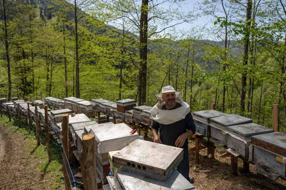 This photograph taken on May 8, 2024 shows Mustafa Oguz Alparslan checking his beehives in Camlihemsin, in the Turkish province of Rize. — AFP pic