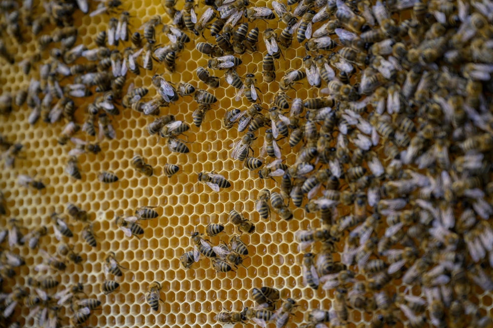 This photograph taken on May 8, 2024 shows bees in their hive, in Camlihemsin, in the Turkish province of Rize — AFP pic