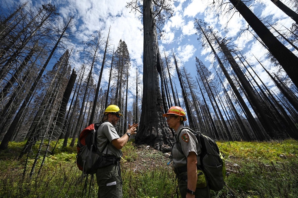 Chief of Resources Management and Science for Sequoia & Kings Canyon National Parks Christy Brigham (right) and Restoration Ecologist Andrew Bishop. — AFP pic