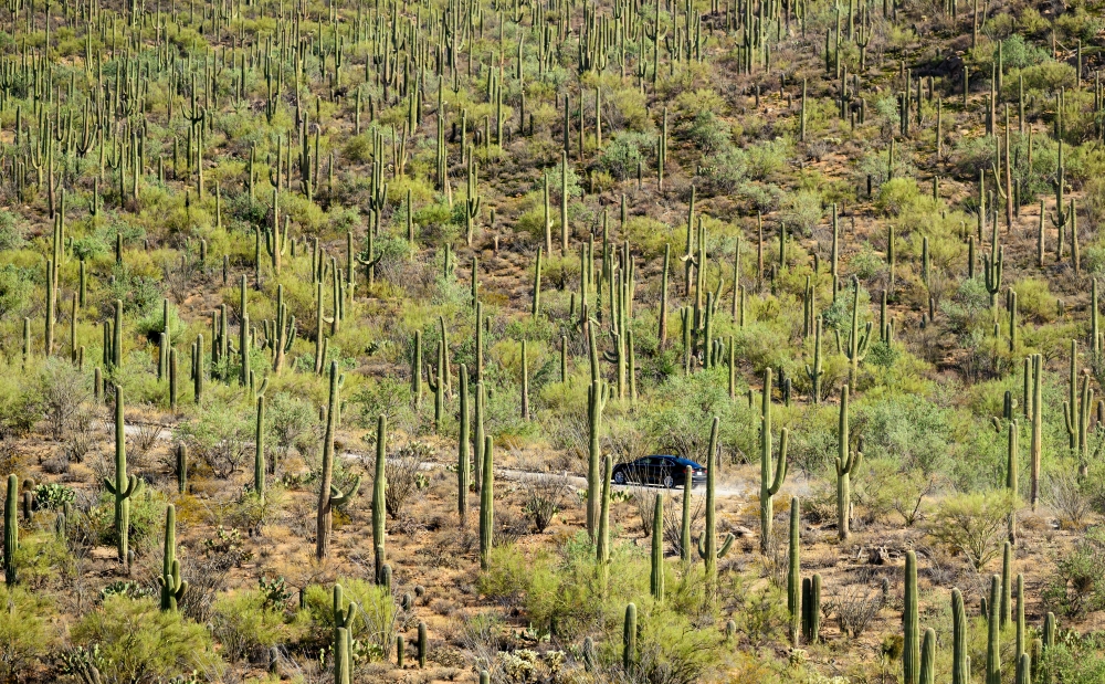 A car travels through Saguaro National Park near Tucson, Arizona November 19, 2023. — AFP pic
