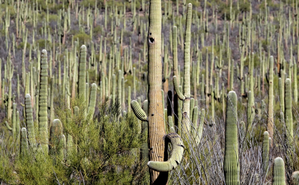 A stressed old-growth Saguaro Cactus with multiple arms towers over the desert floor in Saguaro National Park near Tucson, Arizona November 19, 2023. — AFP pic