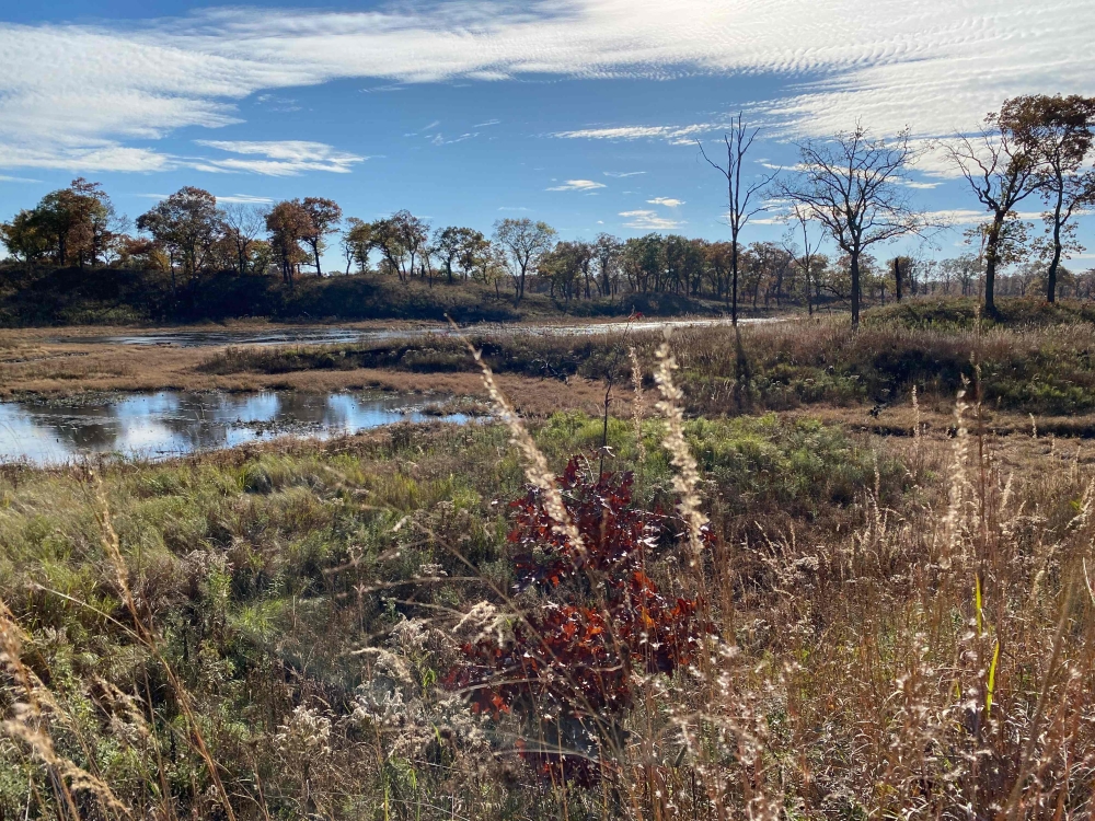 A restored Black Oak Savanna ecosystem, where the Karner Blue Butterfly used to live, in Indiana Dunes National Park, on November 2, 2023. — AFP pic