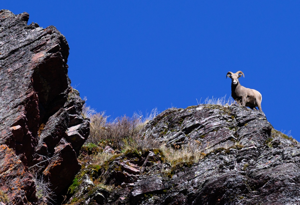A Bighorn Sheep stands near a mountain cliff above the Grinnell Glacier trail in Glacier National Park, Montana, on October 19, 2023. For over 20 years, some 1,000 whitebark pines have been replanted every year in Glacier National Park — a difficult task due to the park’s mountainous terrain. — AFP pic