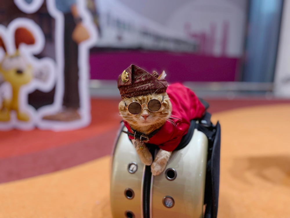 A male American shorthair and Persian mix named King Oyen looked dapper, dressed in traditional Malay attire, complete with headgear and sunglasses. — Bernama pic