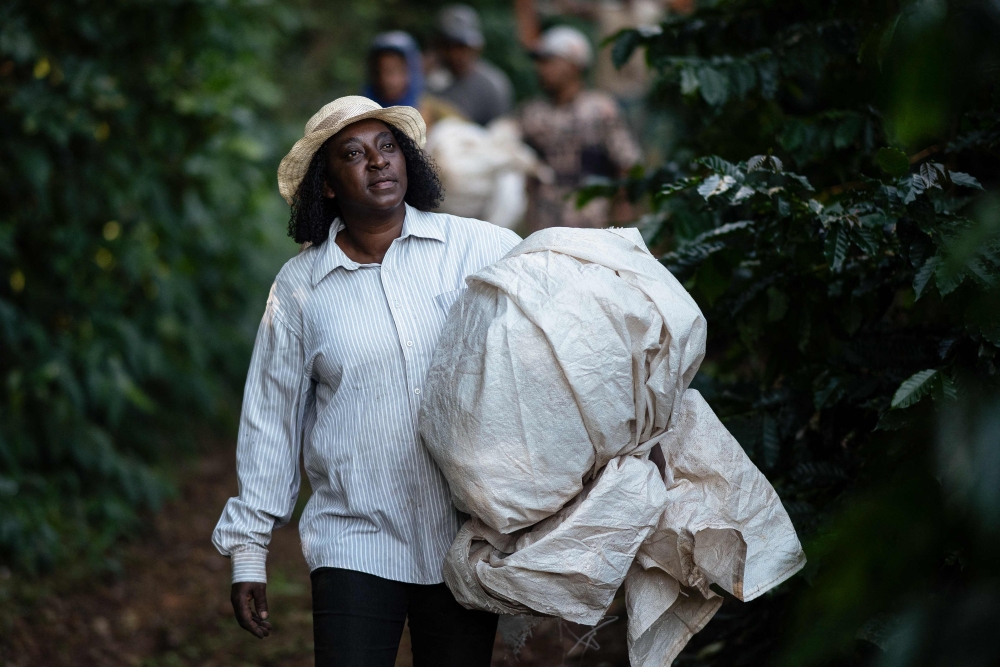 This picture taken on May 15, 2024 shows coffee producer Neide Peixoto walking in a coffee plantation during the harvest period at the Santo Antonio farm in Santo Antonio do Amparo, Minas Gerais. — AFP pic