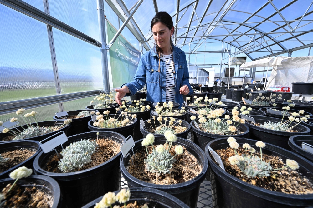 Botanist Florencia Peredo cares for Tiehm’s buckwheat at Ioneer’s Tiehm’s buckwheat conservation greenhouse on May 8, 2024 in Gardnerville, Nevada. — AFP pic