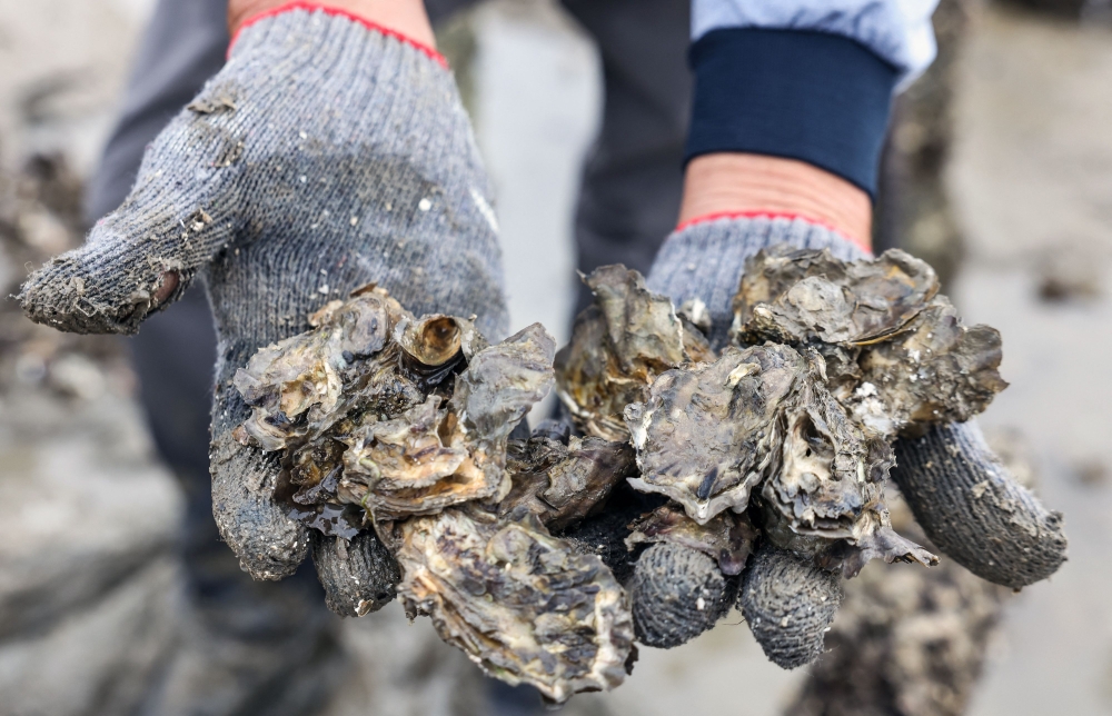 This photo taken on May 19, 2024 shows oyster farmer Li Kai-chen showing oysters harvested on his farm near Guningtou village in Kinmen. — AFP pic