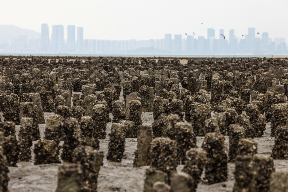 This photo taken on May 19, 2024 shows an oyster farm near Guningtou village in Kinmen, as the Chinese city of Xiamen is seen in the background. — AFP pic
