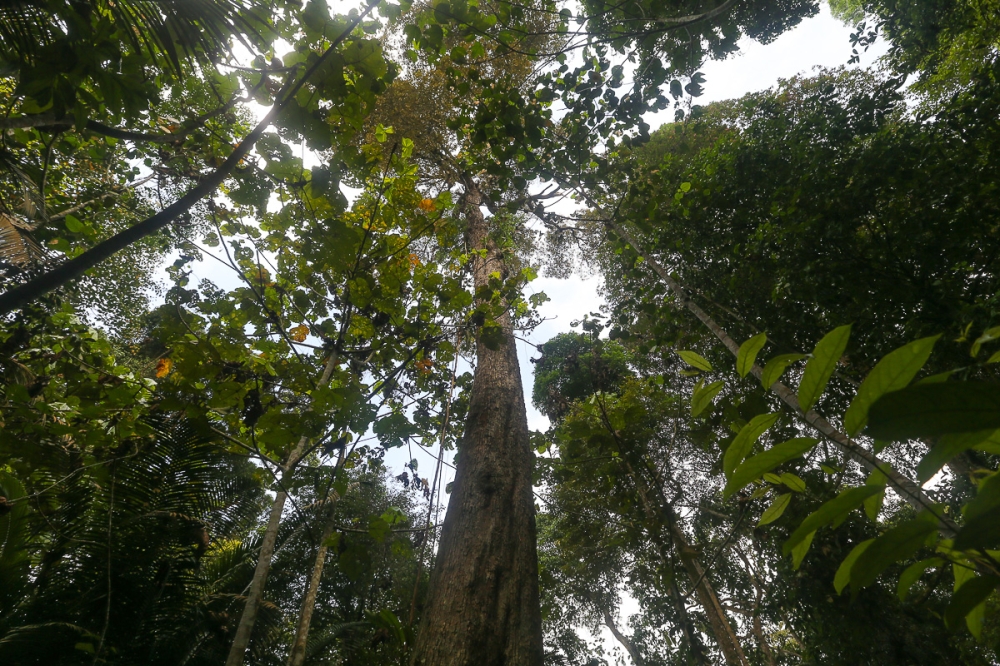 Malaysia has a longstanding commitment to maintain forest cover across 50 per cent of its territory, but that promise is at risk and may even already have been broken, RimbaWatch said. — Picture by Yusof Mat Isa