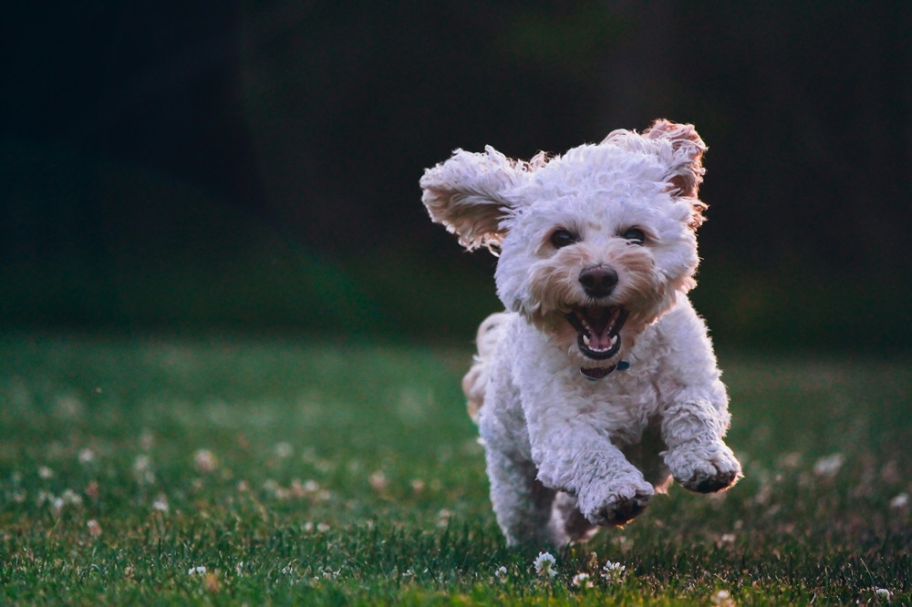 In Seoul, one household in ten has a pet dog. — Unsplash pic