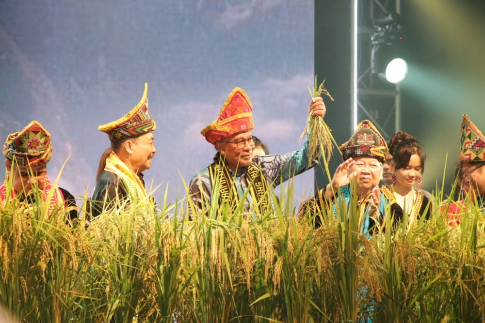 Anwar cuts seven stalks of paddy in a symbolic gesture at the closing ceremony of the Ka’amatan festival in Kota Kinabalu May 31, 2024.