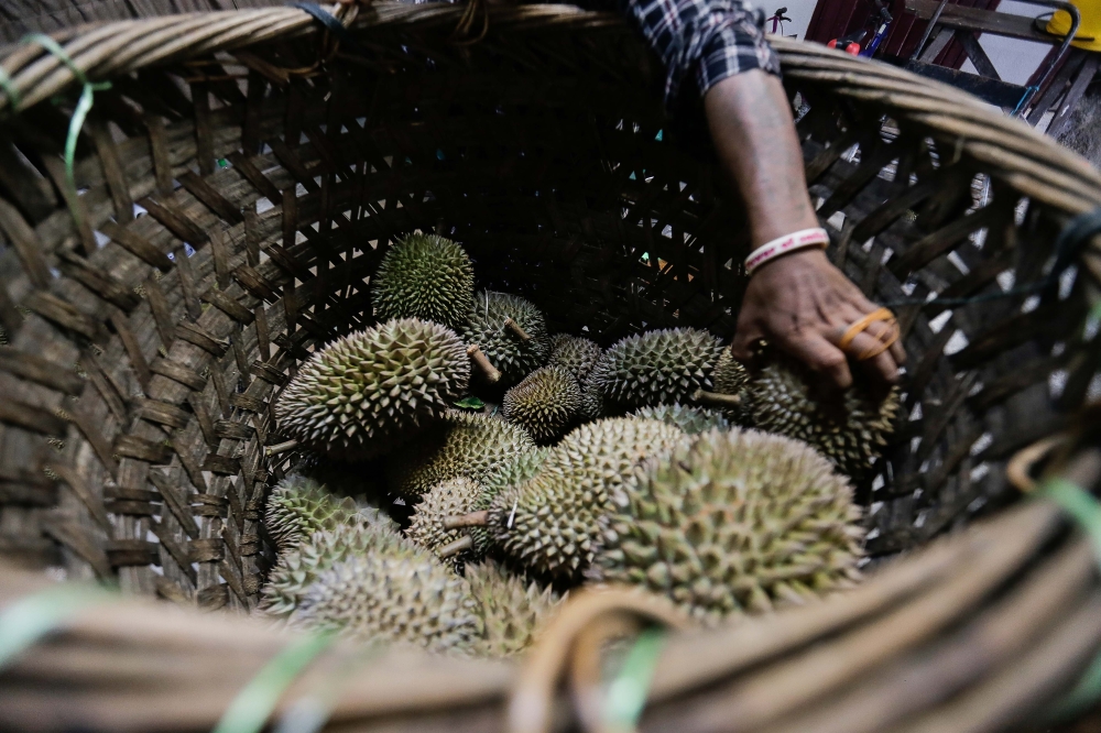 Penang has also been exporting some of its durians together with other orchards in other states in previous years. — Picture by Sayuti Zainudin