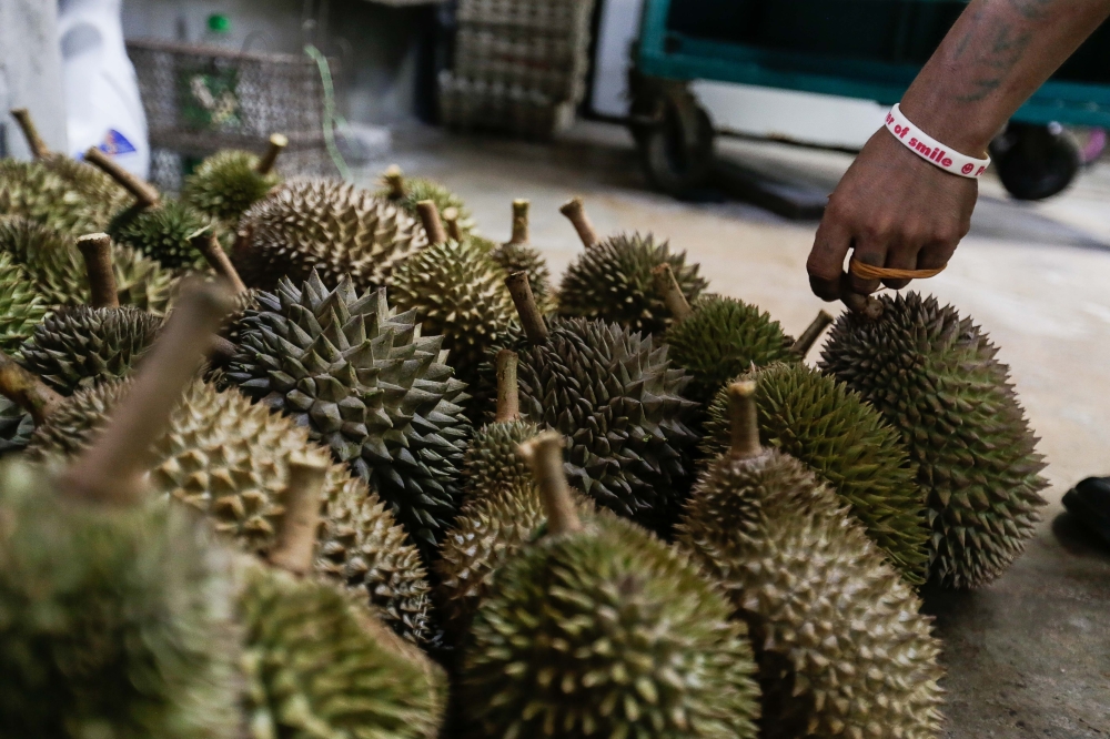 Fahmi said durian season is one of Penang’s main agrotourism attractions that has visitors coming from all over, including Singapore and China. — Picture by Sayuti Zainudin 