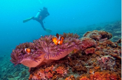 渔业局：2023 年马来西亚活珊瑚覆盖率将升至 54.23%