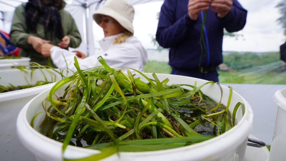 Volunteers gather around buckets of eelgrass shoots on the shores of Vejle Fjord, on June 9, 2024. — Helene-Julie Zofia Paamand/Underwater Ambassador/AFP pic