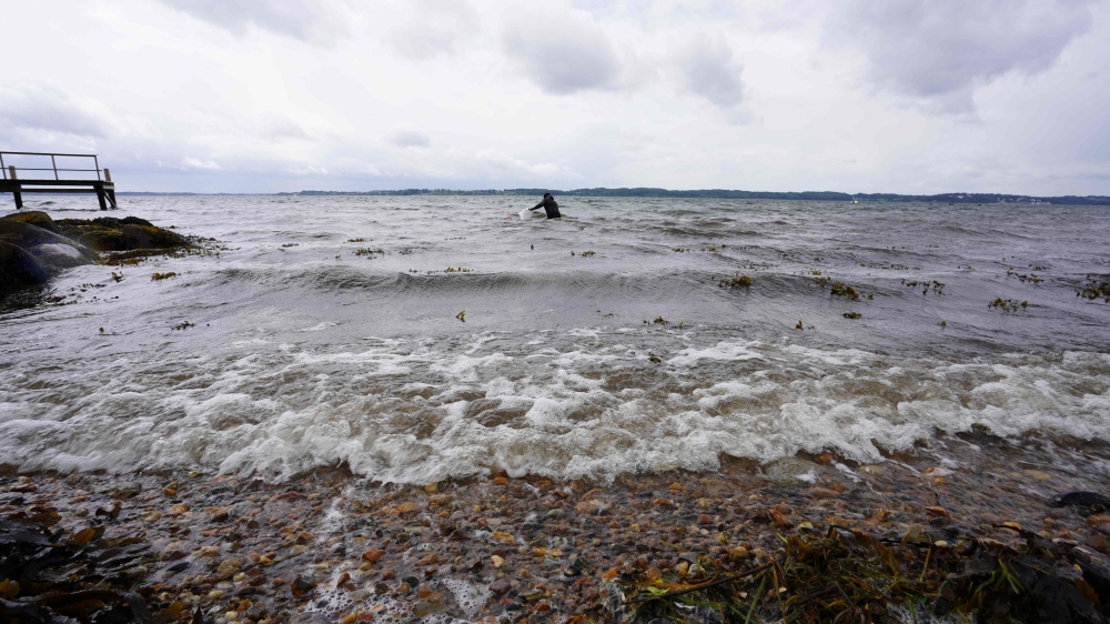 A diver wades out to sea to collect eelgrass shoots at Vejle Fjord, on June 9, 2024. — Helene-Julie Zofia Paamand/Underwater Ambassador/AFP pic