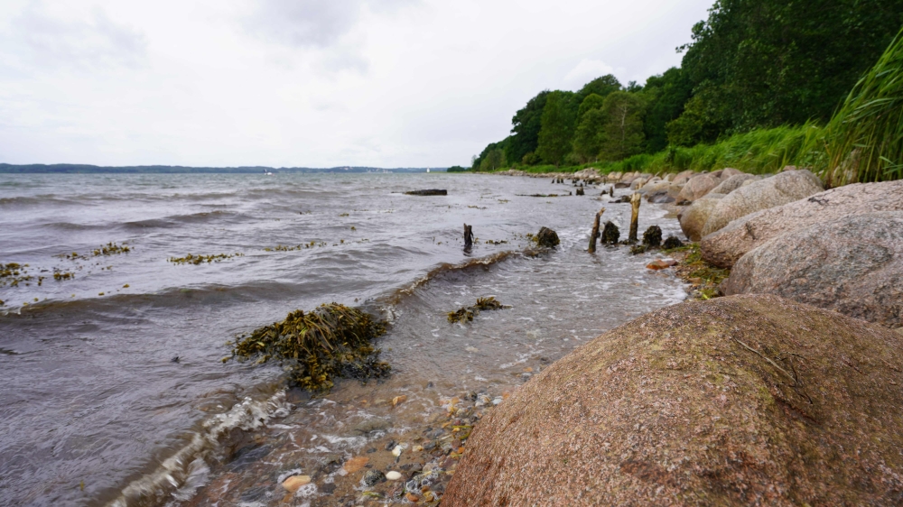 The shore of Vejle Fjord is seen on June 9, 2024. — Helene-Julie Zofia Paamand/Underwater Ambassador/AFP pic