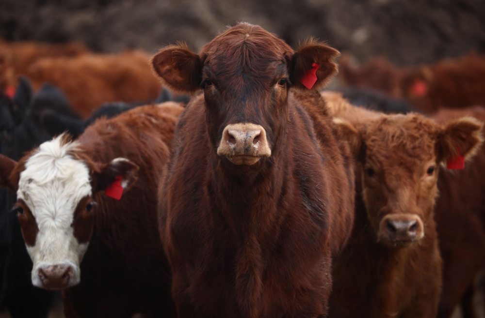 A view of cattle in a ranch in San Antonio de Areco, on the outskirts of Buenos Aires June  7, 2024. — Reuters pic  