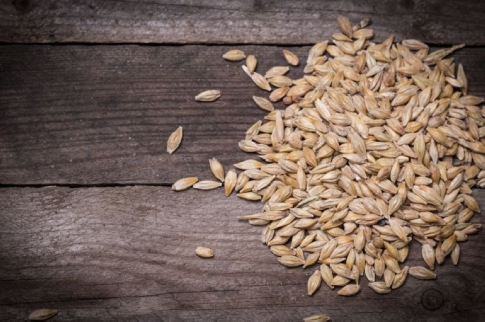 Among the most numerous accessions stored in the Seed Vault are varieties of rice, wheat, and barley, with more than 150,000 samples of wheat and rice combined, and nearly 80,000 samples of barley (pic). — AFP pic