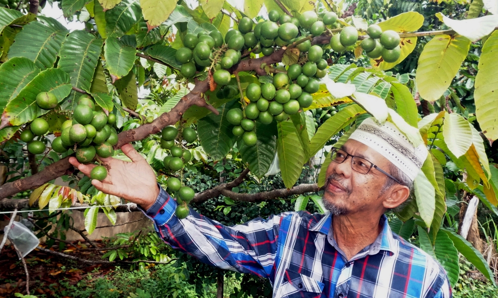 Retired Universiti Utara Malaysia professor Aziz Romli shows matoa fruits on a tree planted at his house in Kampung Kubang Menerong, Padang Sera June 23, 2024. — Bernama pic